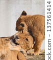 Lion mother angry after being bitten by her cub 137561414