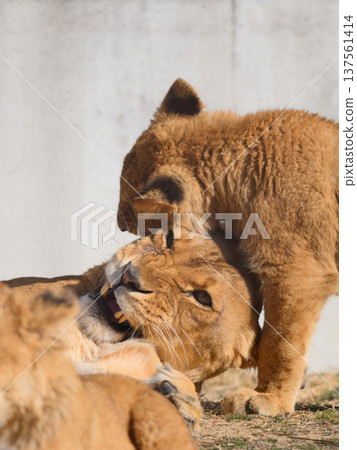 Lion mother angry after being bitten by her cub 137561414