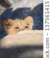 Lion cub's head peeking out from behind a rock 137561415