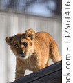 Lion cub overhead 137561416