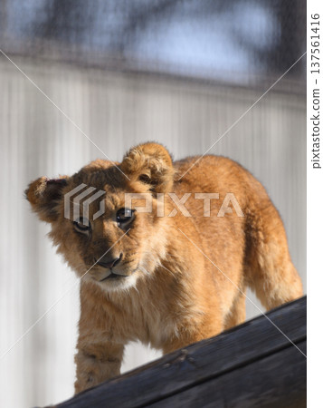 Lion cub overhead Lion cub overhead 137561416