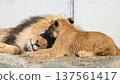 Lion cub grooming his father 137561417