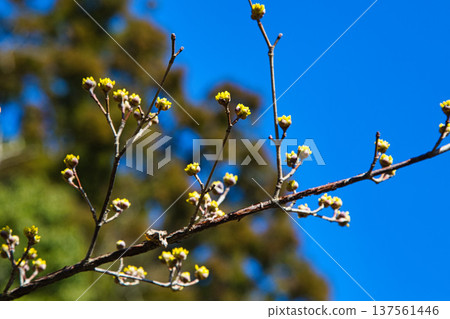 馬諾恩的春日滋味 137561446