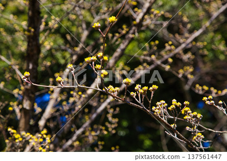 馬諾恩的春日滋味 137561447