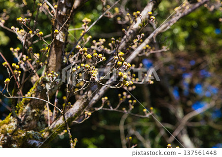 馬諾恩的春日滋味 137561448