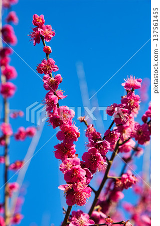 馬諾恩的春日滋味 137561455