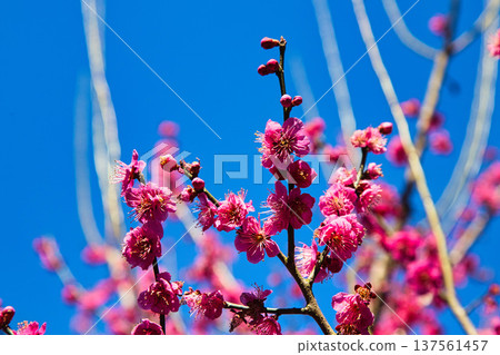 Taste of Spring at Manoen Taste of Spring at Manoen 137561457