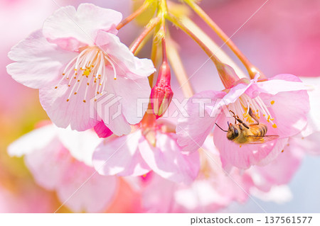 A honeybee sucking nectar from Kawazu cherry blossoms 137561577