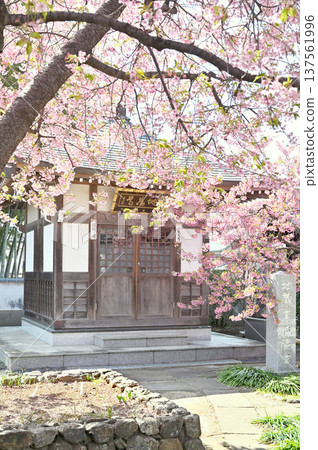 岩槻步道：堀林寺（曹洞宗寺廟）內的河津櫻花 137561996