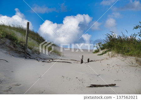 Sunlit Sand Dunes Beach Path With Driftwood, Grasses and Blue Sky Clouds over Coastal Landscape Sunlit Sand Dunes Beach Path With Driftwood, Grasses and Blue Sky Clouds over Coastal Landscape 137562021