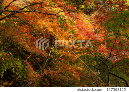 Autumn leaves at Kunenan in Kanzaki, Saga Prefecture Autumn leaves at Kunenan in Kanzaki, Saga Prefecture 137562125