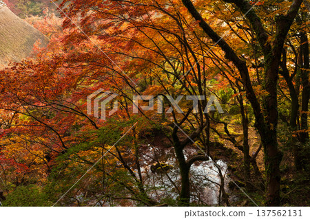 佐賀縣神崎市久南的秋葉 137562131