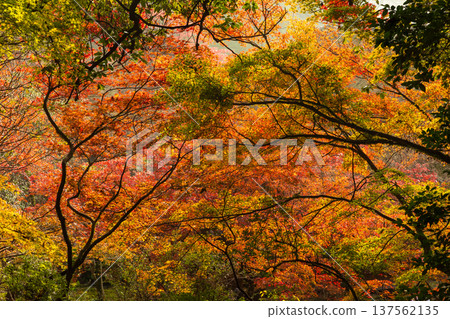 Autumn leaves at Kunenan in Kanzaki, Saga Prefecture Autumn leaves at Kunenan in Kanzaki, Saga Prefecture 137562135