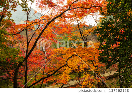 Autumn leaves at Kunenan in Kanzaki, Saga Prefecture Autumn leaves at Kunenan in Kanzaki, Saga Prefecture 137562138