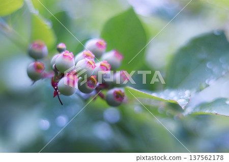 藍莓年輕果子 藍莓年輕果子 137562178