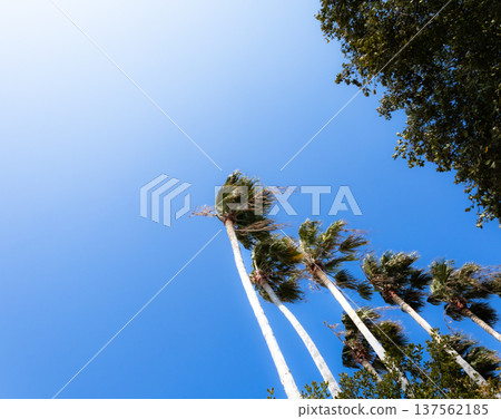 A simple landscape with palm trees and blue sky on Shodoshima Island in Kagawa Prefecture A simple landscape with palm trees and blue sky on Shodoshima Island in Kagawa Prefecture 137562185