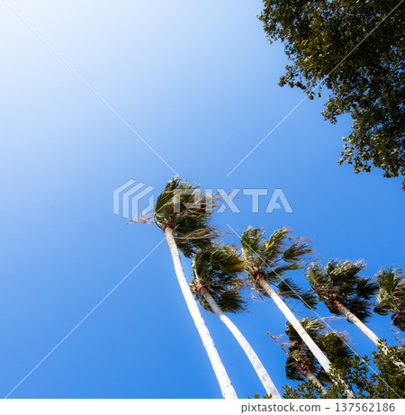 香川縣小豆島，棕櫚樹與藍天交相輝映，構成了一幅簡潔的風景畫。 137562186