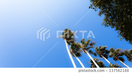 香川縣小豆島,棕櫚樹與藍天交相輝映,構成了一幅簡潔的風景畫。 香川縣小豆島,棕櫚樹與藍天交相輝映,構成了一幅簡潔的風景畫。 137562188