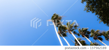 香川縣小豆島,棕櫚樹與藍天交相輝映,構成了一幅簡潔的風景畫。 香川縣小豆島,棕櫚樹與藍天交相輝映,構成了一幅簡潔的風景畫。 137562189