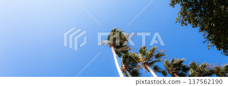 香川縣小豆島,棕櫚樹與藍天交相輝映,構成了一幅簡潔的風景畫。 香川縣小豆島,棕櫚樹與藍天交相輝映,構成了一幅簡潔的風景畫。 137562190