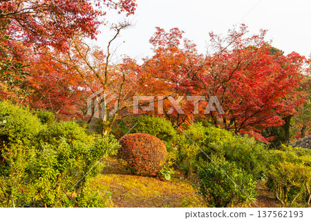 佐賀縣神崎市久南的秋葉 137562193