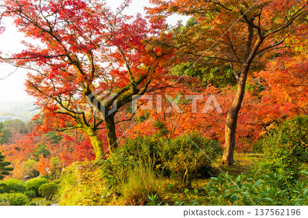 佐賀縣神崎市久南的秋葉 佐賀縣神崎市久南的秋葉 137562196