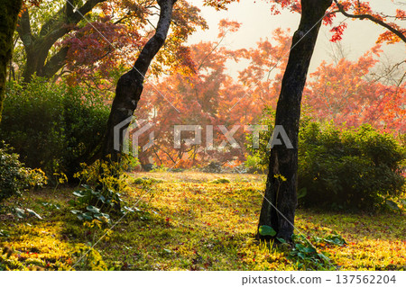 Autumn leaves at Kunenan in Kanzaki, Saga Prefecture Autumn leaves at Kunenan in Kanzaki, Saga Prefecture 137562204