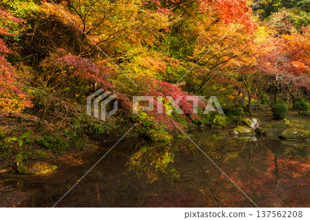 Autumn leaves at Kunenan in Kanzaki, Saga Prefecture Autumn leaves at Kunenan in Kanzaki, Saga Prefecture 137562208