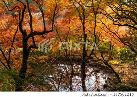 佐賀縣神崎市久南的秋葉 佐賀縣神崎市久南的秋葉 137562216