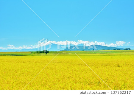 Autumn in the Ojiya Ikegahara countryside 137562217