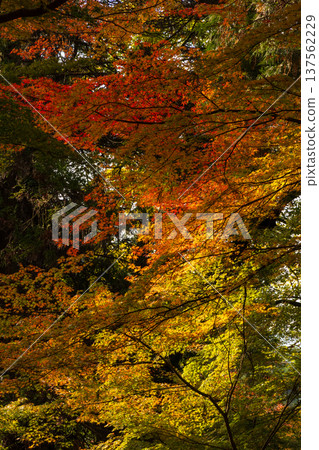 佐賀縣神崎市新山神社的秋葉 佐賀縣神崎市新山神社的秋葉 137562229