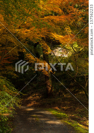Autumn leaves at Niiyama Shrine in Kanzaki, Saga Prefecture 137562233