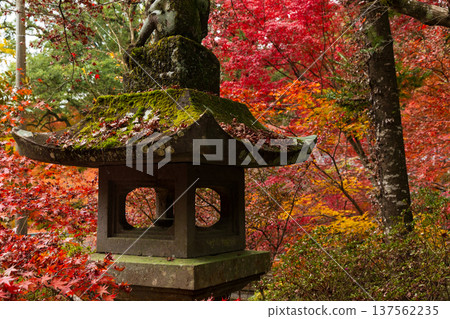 Autumn leaves at Niiyama Shrine in Kanzaki, Saga Prefecture 137562235