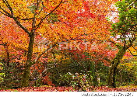 Autumn leaves at Niiyama Shrine in Kanzaki, Saga Prefecture 137562243