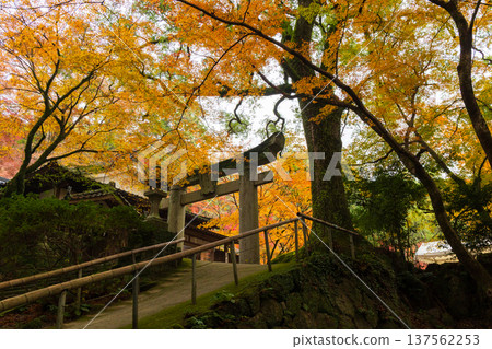 Autumn in Kanzaki City, Saga Prefecture. Autumn leaves at Niiyama Shrine, second torii gate 137562253