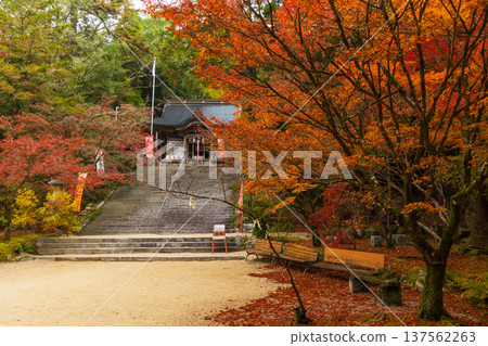 Autumn leaves at Niiyama Shrine in Kanzaki, Saga Prefecture 137562263