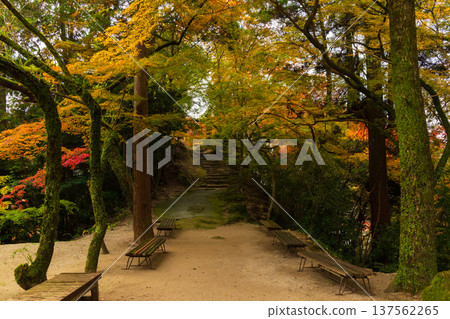 Autumn leaves at Niiyama Shrine in Kanzaki, Saga Prefecture 137562265