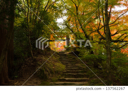 佐賀縣神崎市新山神社的秋葉 佐賀縣神崎市新山神社的秋葉 137562267