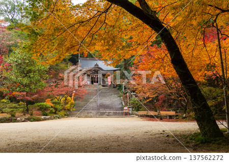 Autumn leaves at Niiyama Shrine in Kanzaki, Saga Prefecture 137562272