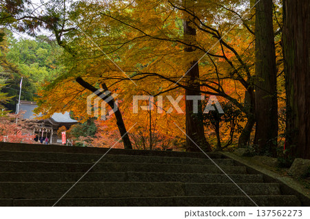 Autumn leaves at Niiyama Shrine in Kanzaki, Saga Prefecture 137562273