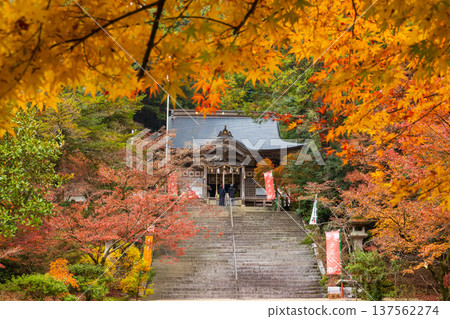 佐賀縣神崎市的秋景。新居山神社參拜殿的秋葉。 137562274