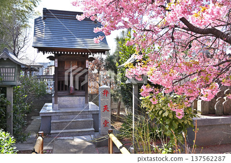 岩槻市漫步：曹洞宗禪宗法林寺弁天堂與河津櫻花 137562287