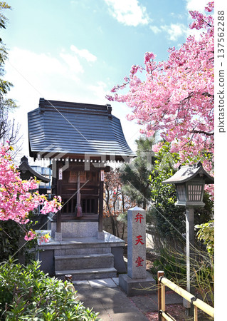 A walk around Iwatsuki: Soto Zen Buddhism Horinji Temple's Bentendo Hall and Kawazu cherry blossoms 137562288
