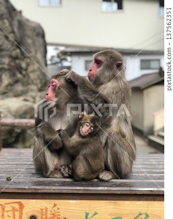 Japanese macaques grooming each other Japanese macaques grooming each other 137562351
