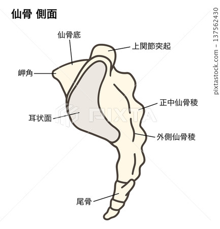 Lateral anatomical illustration of the sacrum and coccyx Lateral anatomical illustration of the sacrum and coccyx 137562430