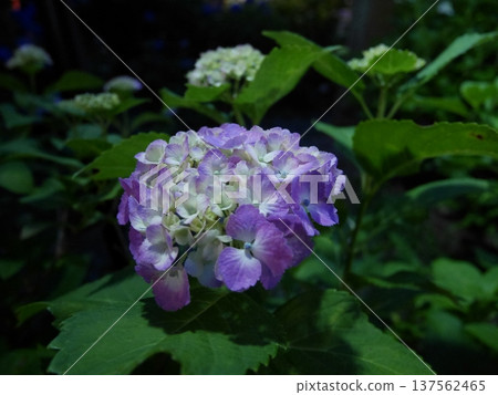 This photo shows a cluster of hydrangea flowers with many purple, curled flowers. This photo shows a cluster of hydrangea flowers with many purple, curled flowers. 137562465