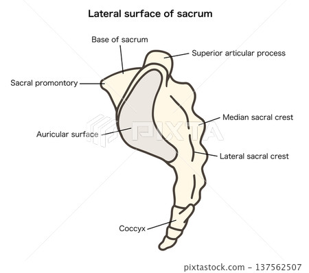 Anatomical illustration of the sacrum and coccyx lateral view 02 Anatomical illustration of the sacrum and coccyx lateral view 02 137562507