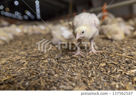 yellow newly hatched chickens in a large poultry farm, a large number of young yellow-downed chickens in a poultry farm, a broiler for poultry meat production yellow newly hatched chickens in a large poultry farm, a large number of young yellow-downed chickens in a poultry farm, a broiler for poultry meat production 137562587