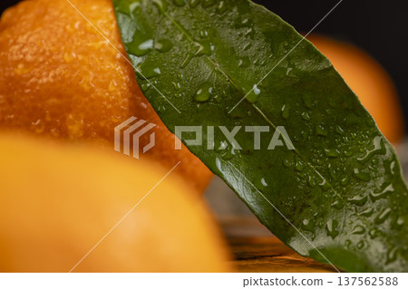wet fresh orange small tangerines with green leaves on a wooden board r, a group of ripe sweet tangerines with green leaves covered with drops of clear water wet fresh orange small tangerines with green leaves on a wooden board r, a group of ripe sweet tangerines with green leaves covered with drops of clear water 137562588