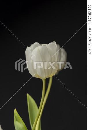 fresh white fragrant flowers tulips for picking bouquets on a black background, a group of white tulips for picking bouquets and decorations on a black background fresh white fragrant flowers tulips for picking bouquets on a black background, a group of white tulips for picking bouquets and decorations on a black background 137562592